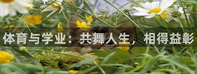 678体育app