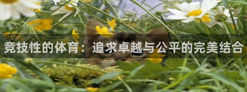 678体育app：竞技性的体育：追求卓越与公平的完美结合